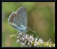 Papillons_104