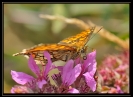 Papillons_105