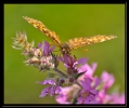 Papillons_106