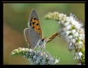 Papillons_107