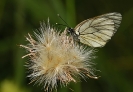 Papillons_108