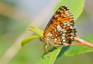 Papillons_109