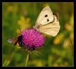 Papillons_10