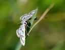 Papillons_110