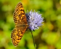 Papillons_111
