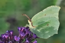 Papillons_112