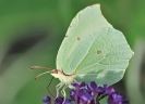 Papillons_113