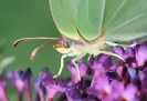 Papillons_114