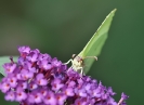 Papillons_115