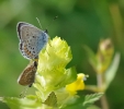 Papillons_116