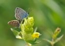Papillons_117