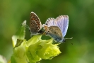 Papillons_118