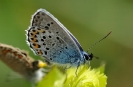 Papillons_119