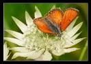 Papillons_11