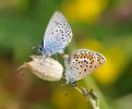Papillons_120