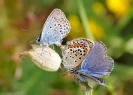 Papillons_121