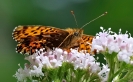 Papillons_122