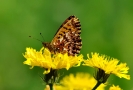 Papillons_123