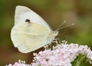 Papillons_125