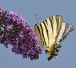 Papillons_126