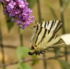 Papillons_127