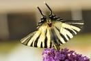Papillons_128