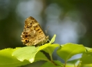 Papillons_129