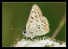 Macros