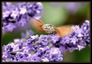 Papillons_131