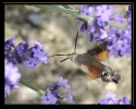 Papillons_132