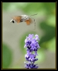 Papillons_133