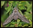 Papillons_135