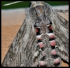 Papillons_137