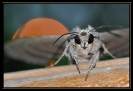 Papillons_138