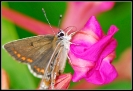 Papillons_13