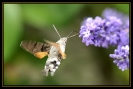 Papillons_141