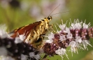 Papillons_142
