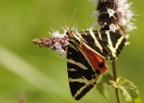 Papillons_143