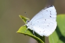 Papillons_144