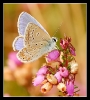 Papillons_14