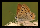 Papillons_15