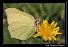 Papillons_17