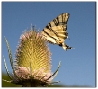 Papillons_18