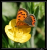 Papillons_1