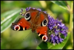 papillons_1