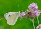 Papillons_20