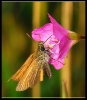 Papillons_22