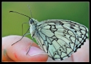 Papillons_23