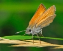  Papillons
