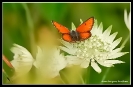 Papillons_25